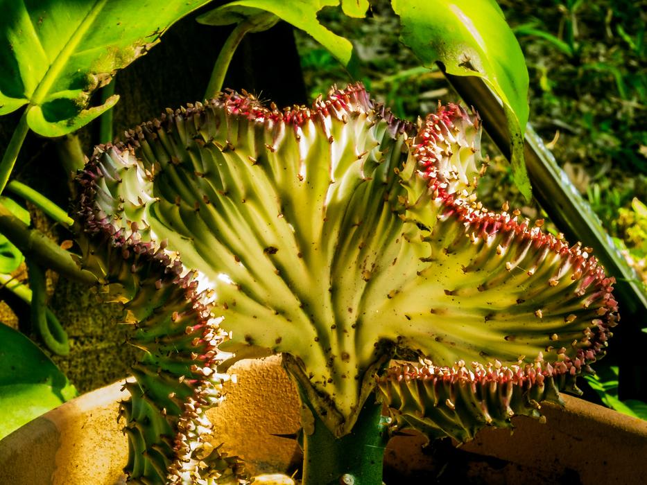 Closeup picture of Cactus Blossom