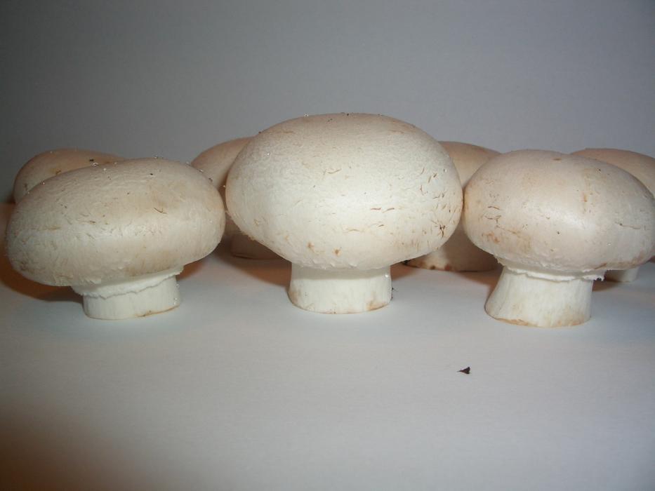 white Mushrooms Agaricus