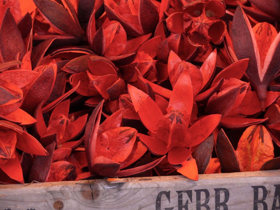 red wild lilies sold in the market