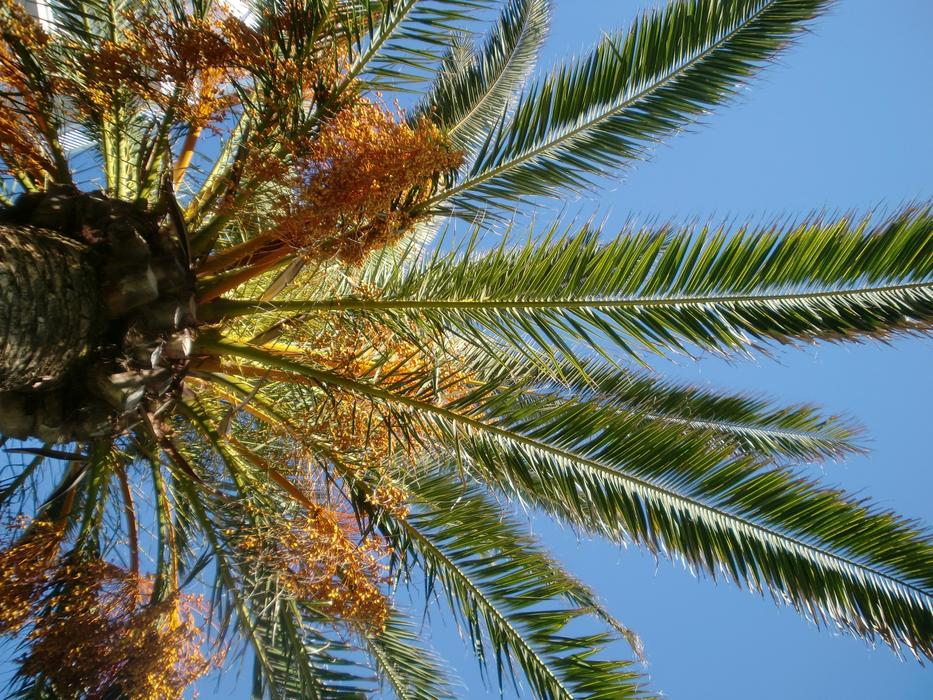 green palm leaves against the sky