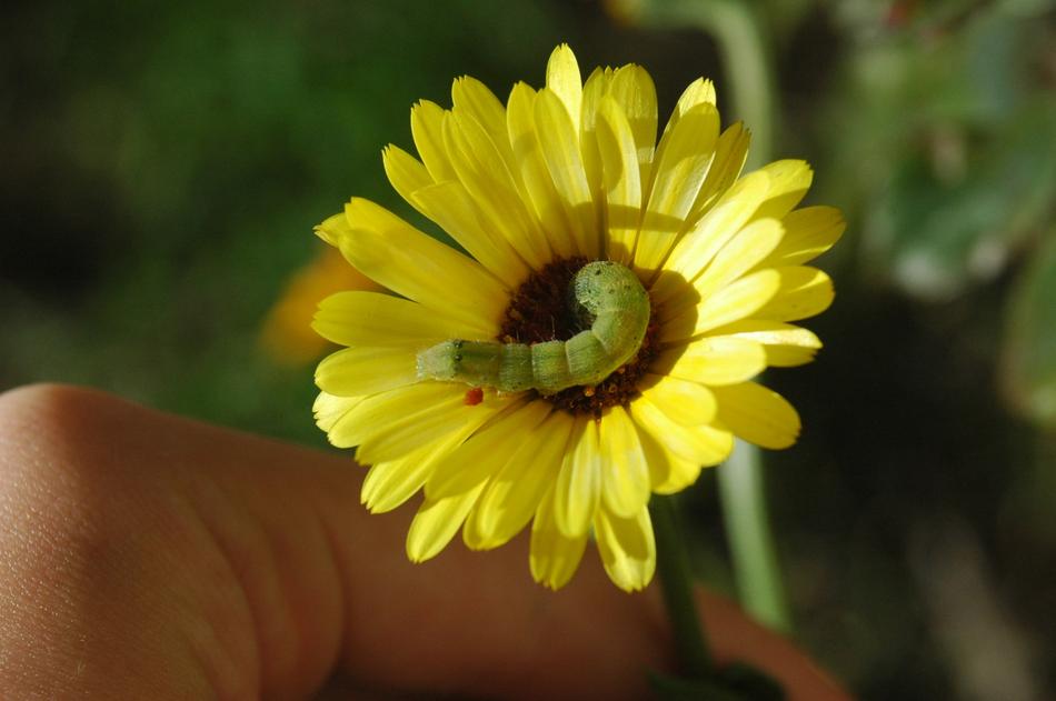 perfect Caterpillar On Flower