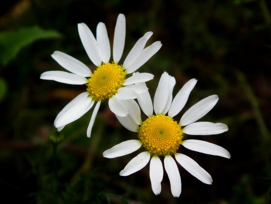 two Flower Chamomile