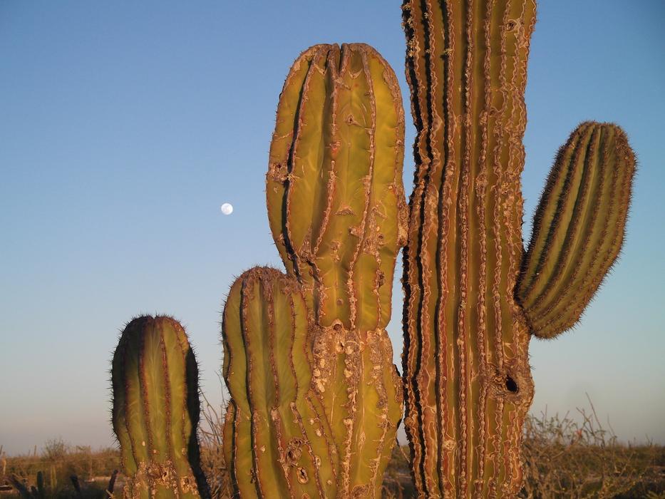 huge cactus in the mexico desert in the evening