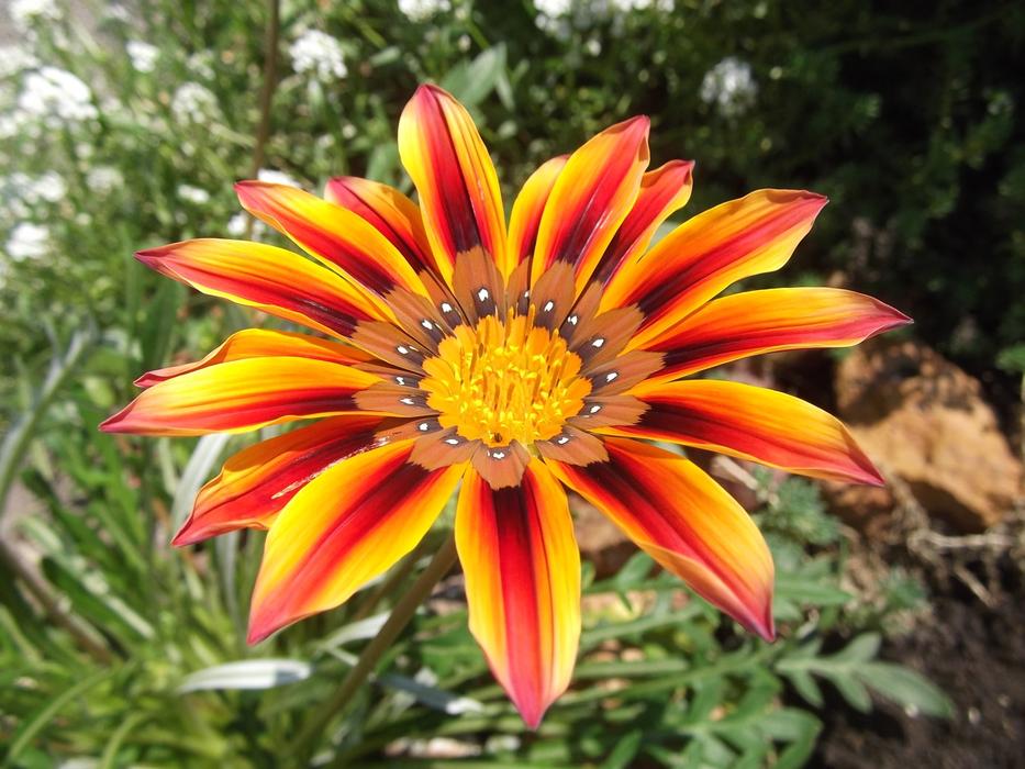 Showers Of Flowers Garden Sunshine