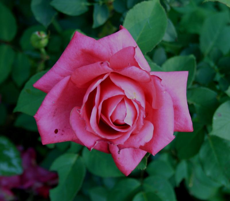 Rose, Pink Flower at leaves, top view