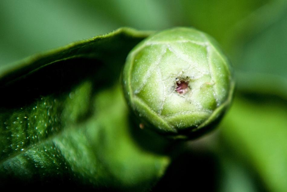 extraordinarily beautiful Flower Garden Sprout