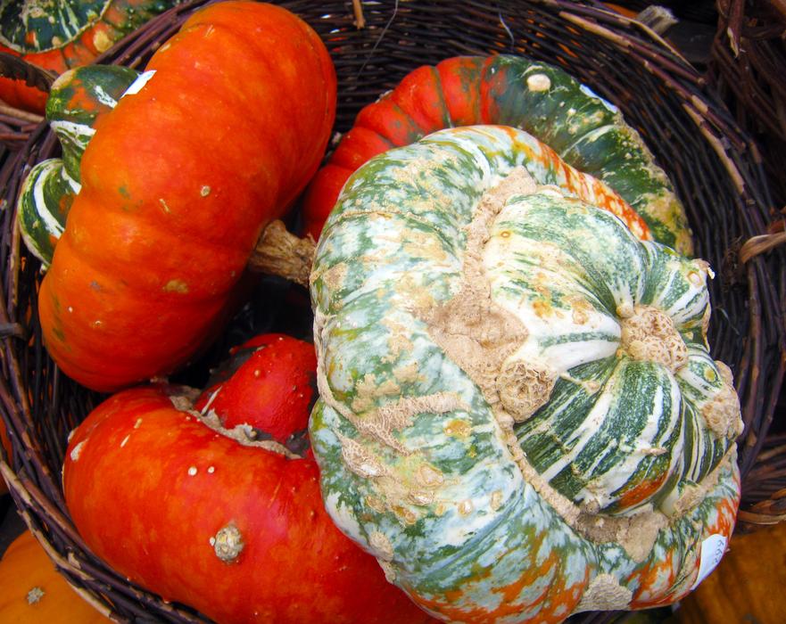 Decorative Squashes Colorful