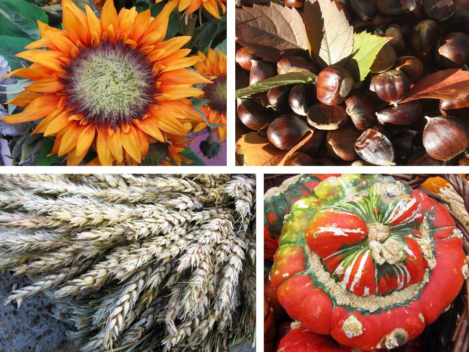 collage of autumn compilation harvest