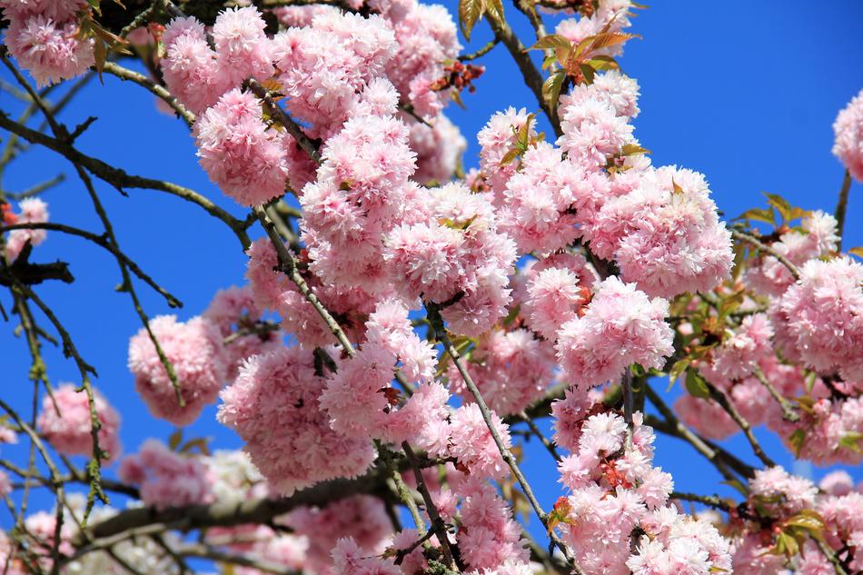 perfect Bloom Tree