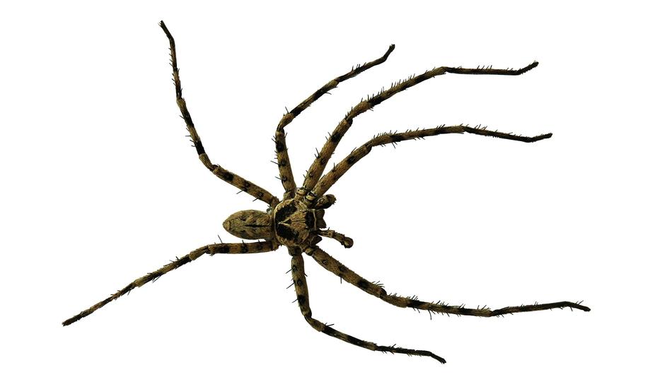 Spider Close Up on white background