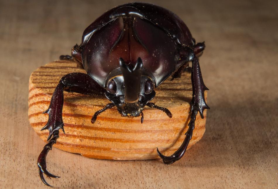 Tropical Rhinoceros Beetle on wood