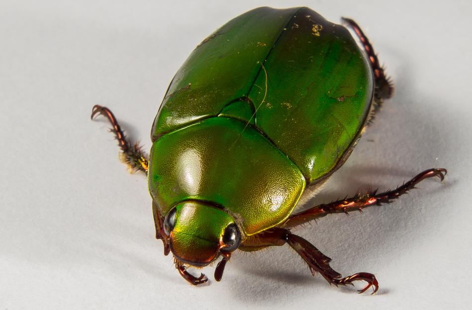Closeup photo of Green Tropical Beetles