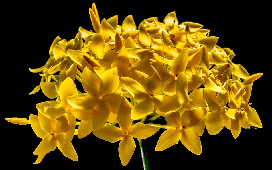 perfect yellow Blossom on black background