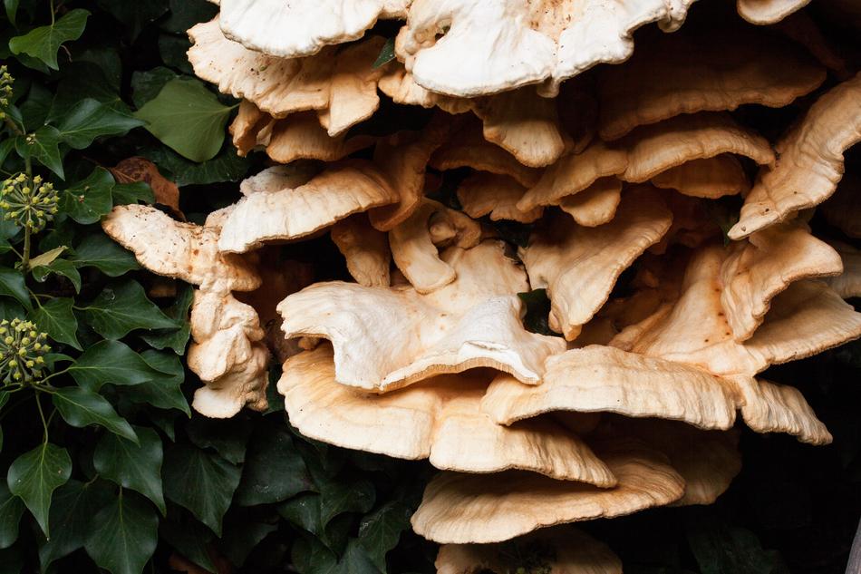 Sulphur Ovinus Laetiporus