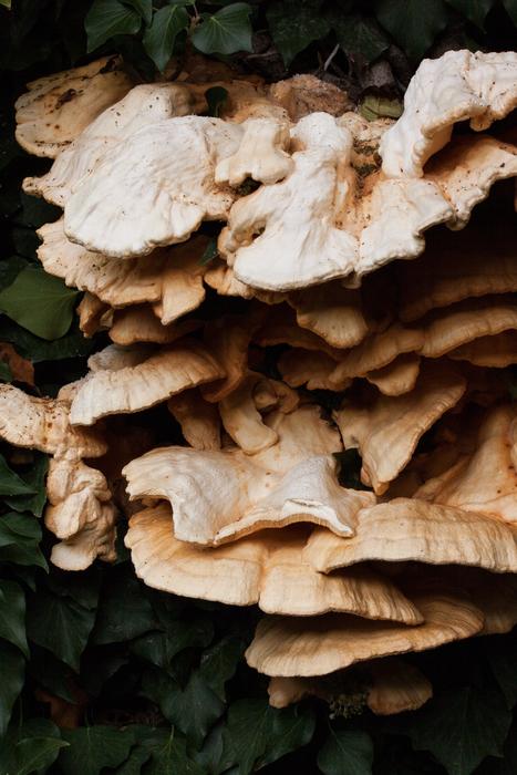 Sulphur Ovinus Laetiporus mushrooms
