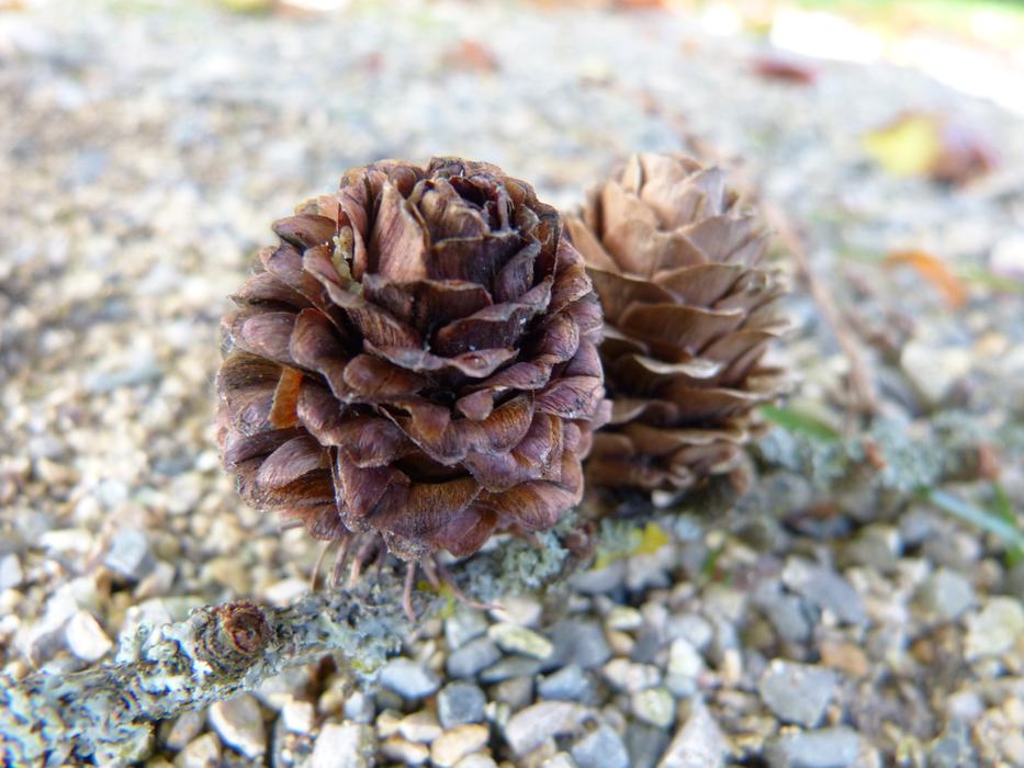 Close-up of the beautiful, brown larch cones among the colorful stones