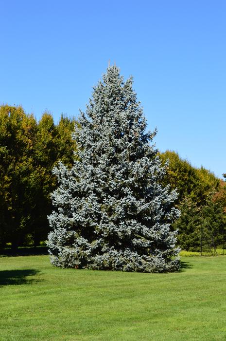 Spruce Tree Blue