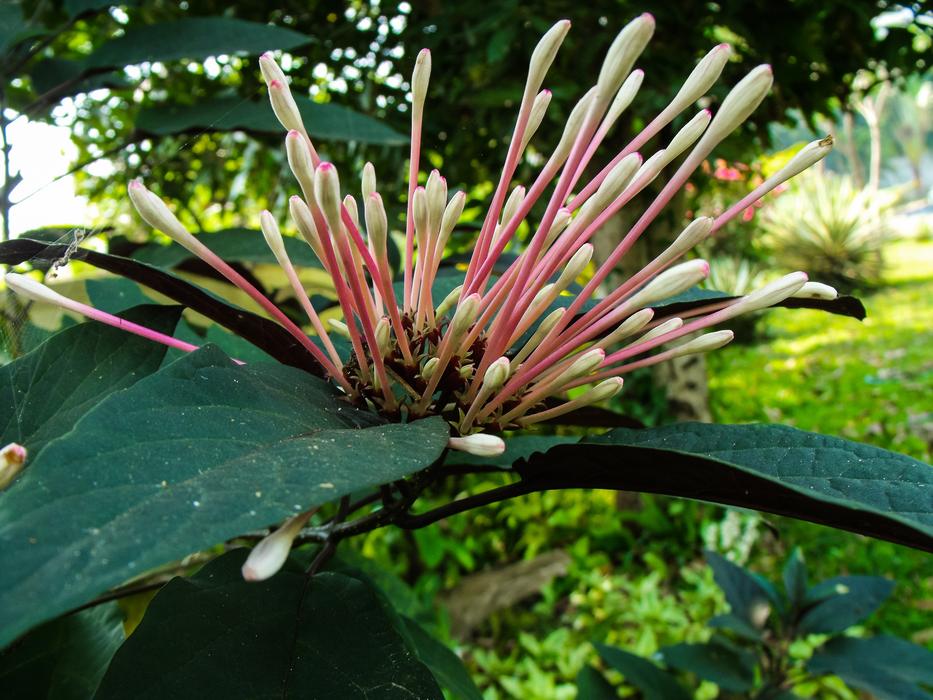 closeup photo of perfect stick Flowers