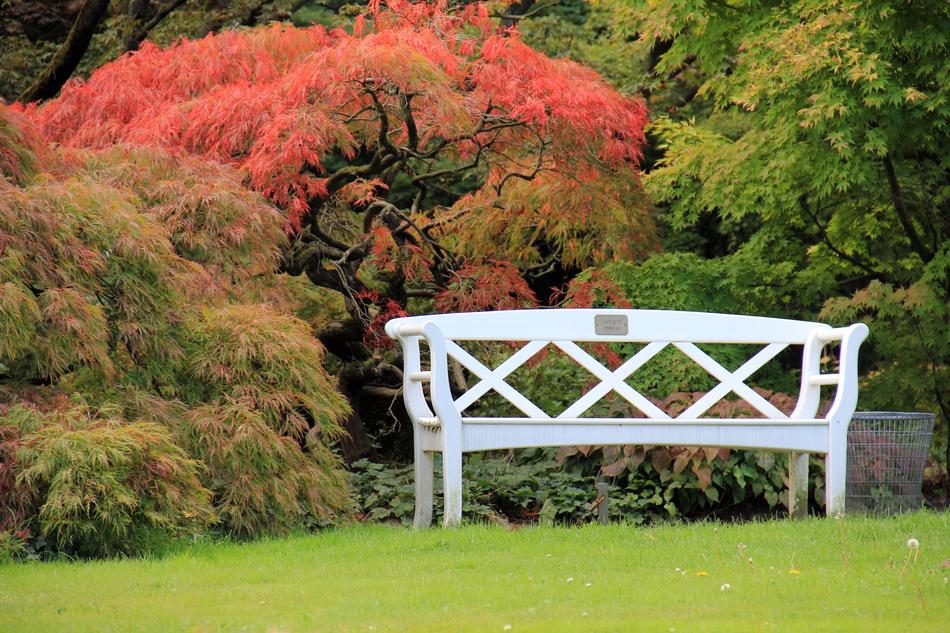 Beautiful landscape with the white bench near the colorful plants, in the autumn