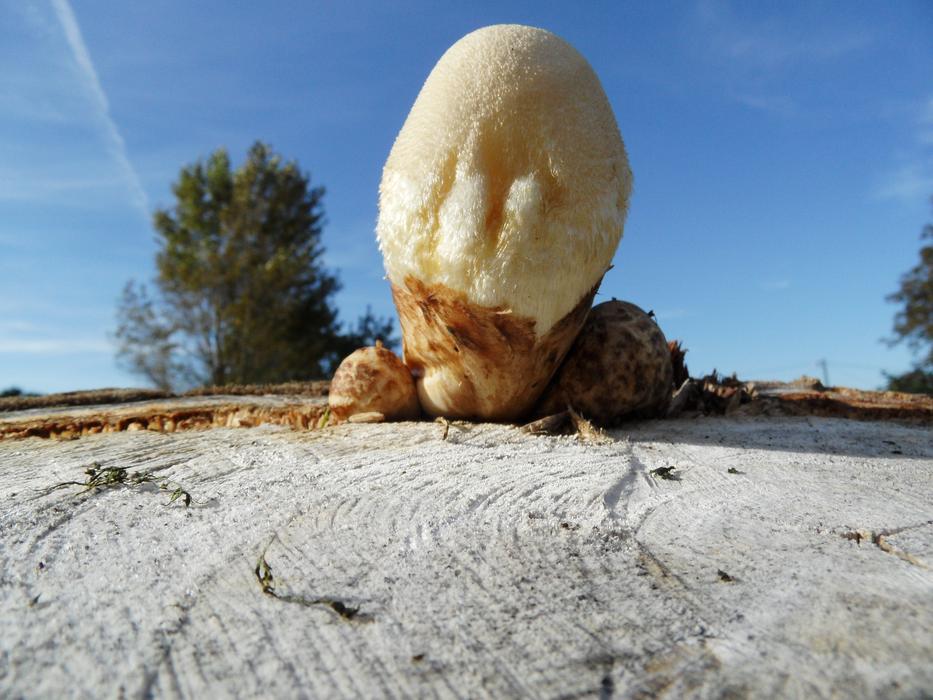 Fungus Trunk at Fall