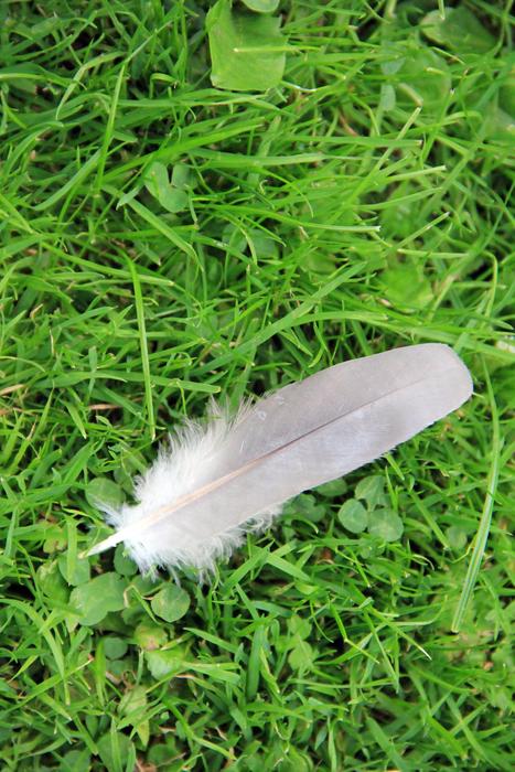 feather on Meadow Green Grass