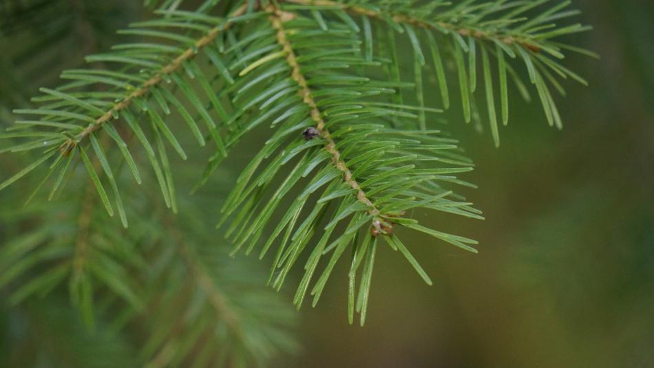 coniferous branch in blurred background