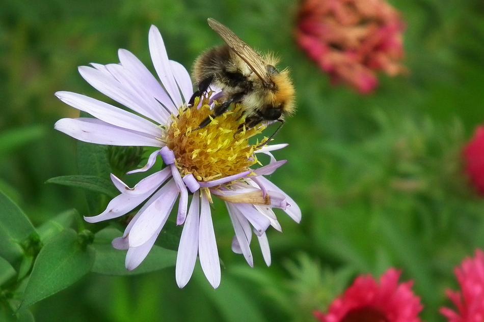 extraordinarily beautiful Flower Aster