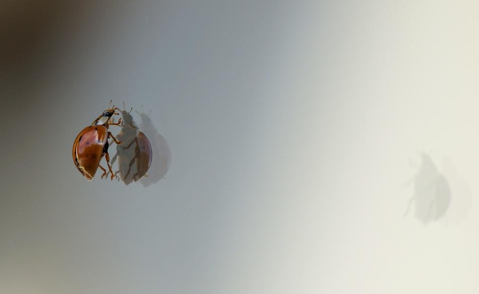 Ladybug Beetle climb Reflection