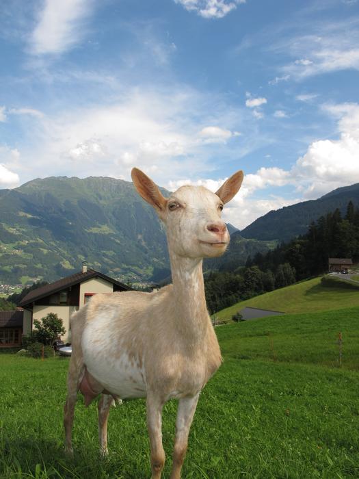 white Goat In Austria