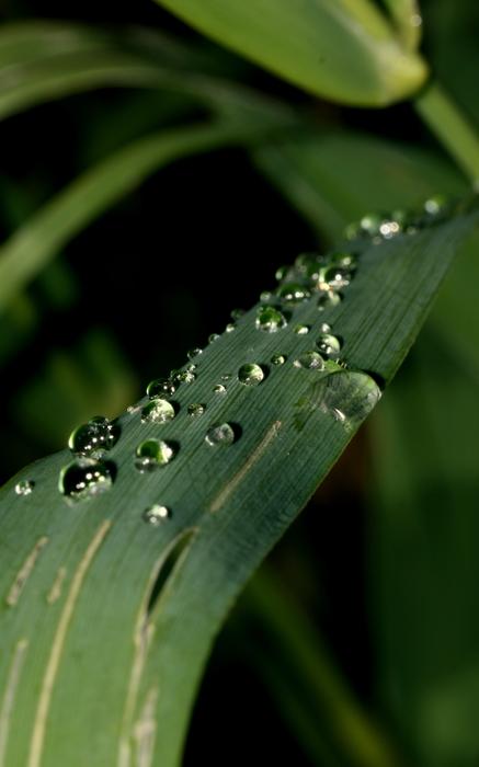 water droplets on green leaf in blurred background
