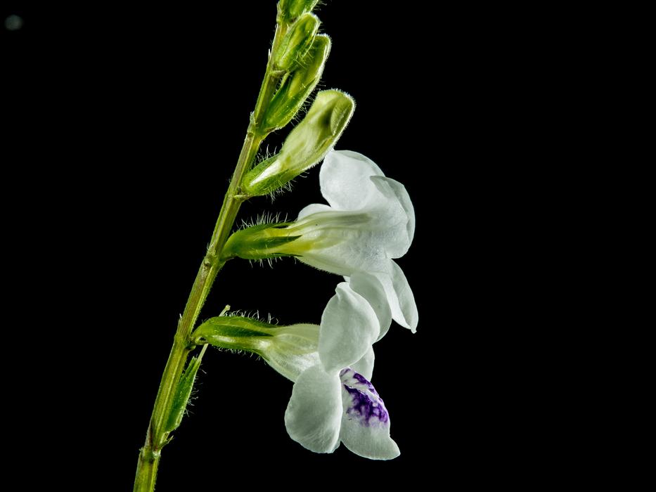 Asystasia gangetica, white flowers with purple center at darkness