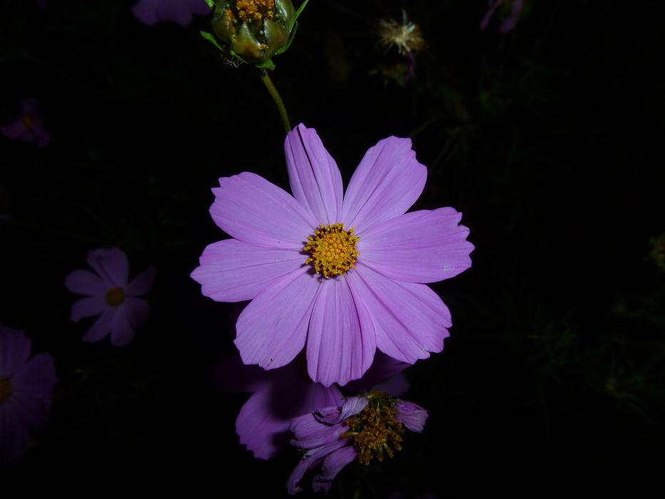 Purple Flower In The Evening Flash close-up