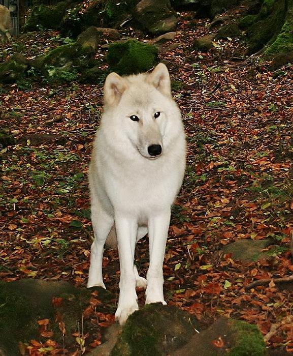 White Wolf in Kasselburg
