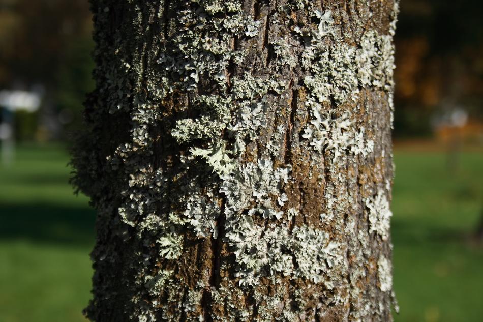 Autumn Tree Bark