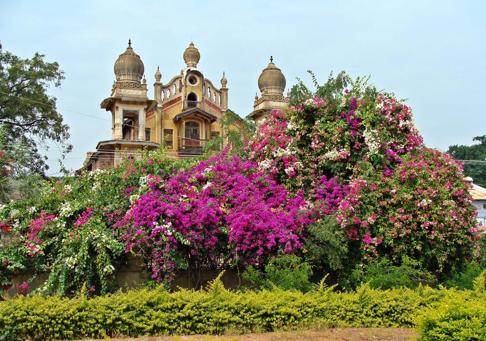 bushes with pink flowers on the background of the palace with spiers