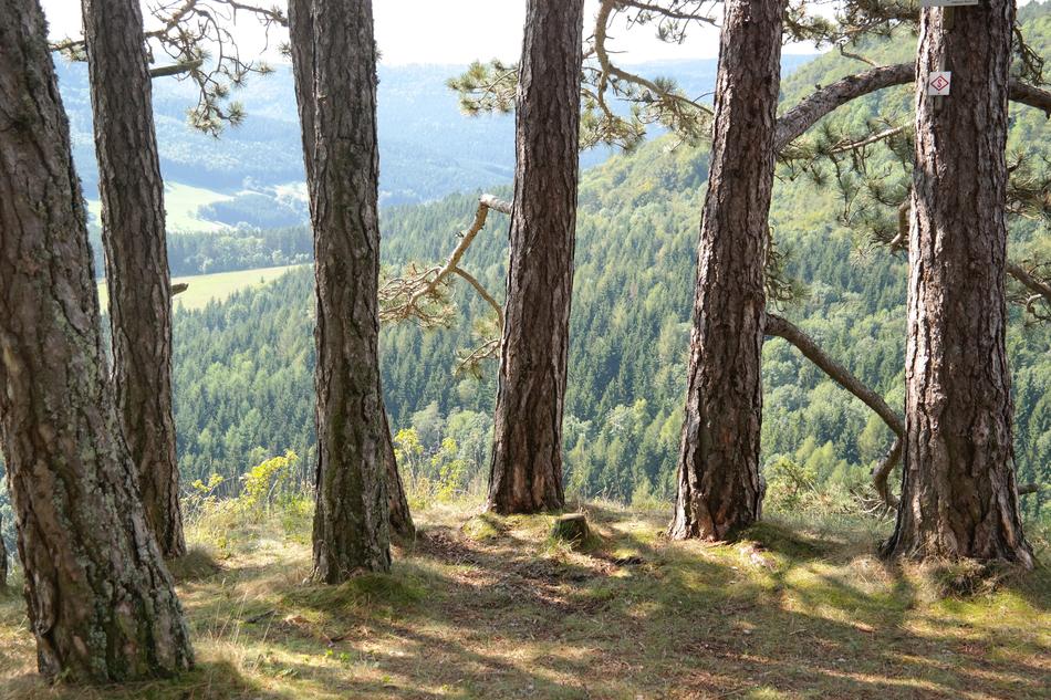 tree trunks in a semicircle in the forest in swabian alb