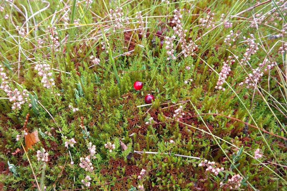 Moor Berries Red