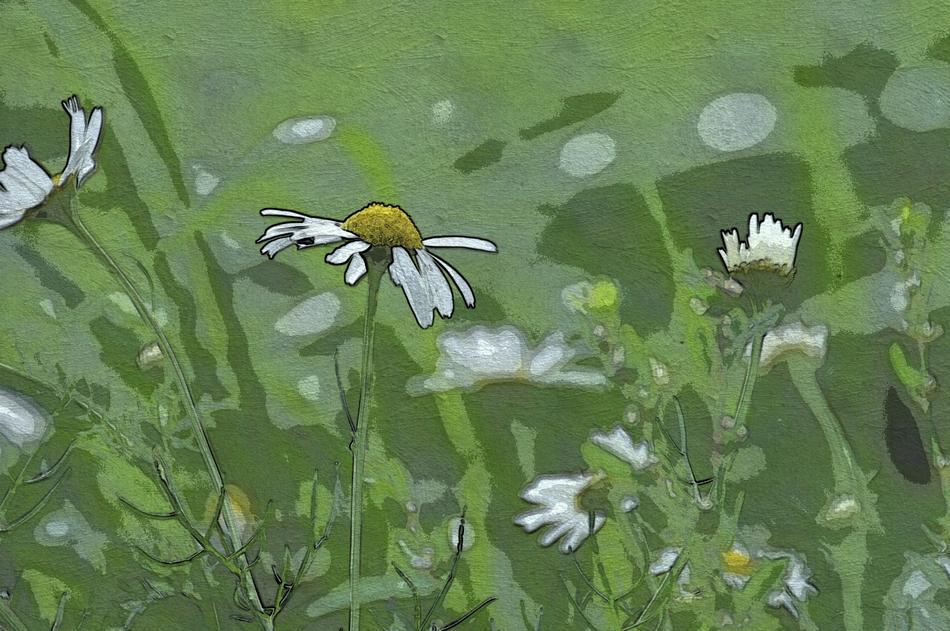 digital art of chamomile on green field