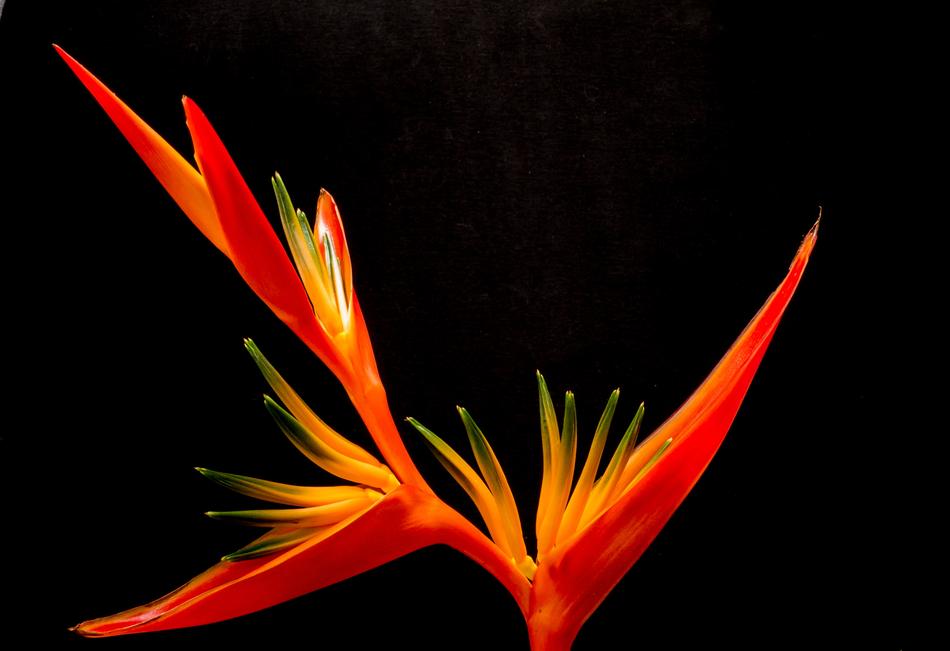 absolutely beautiful fire Flower