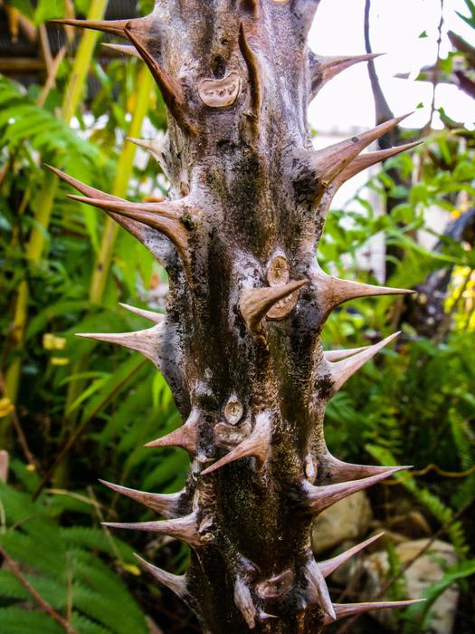cactus with thorns in the rainforest