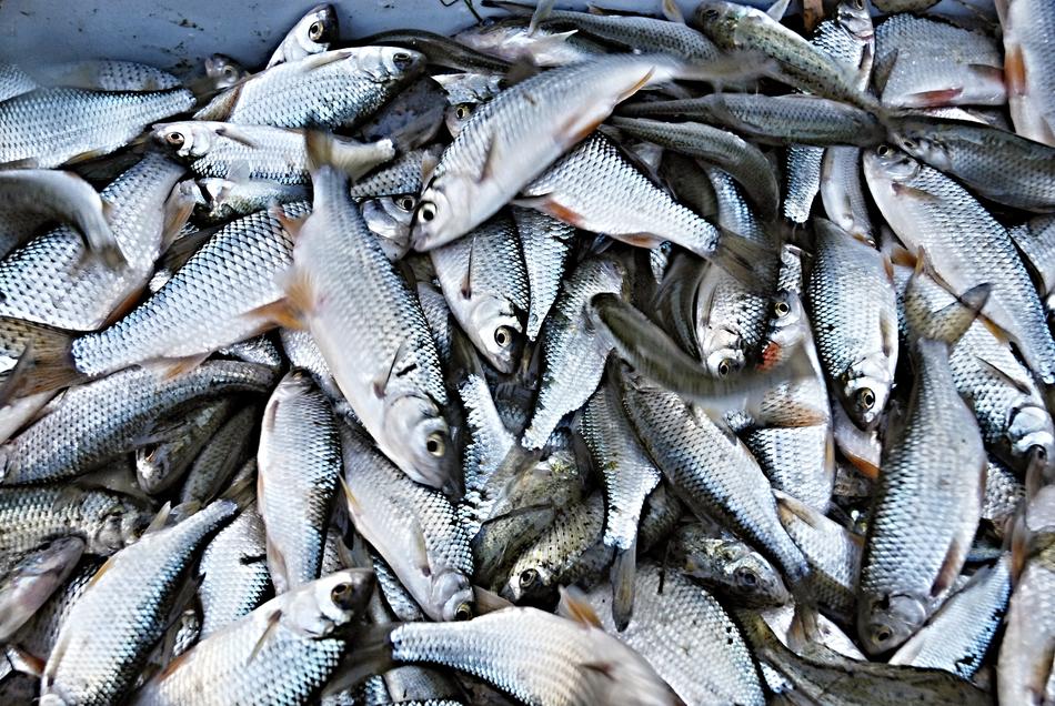 White Raba Fishes