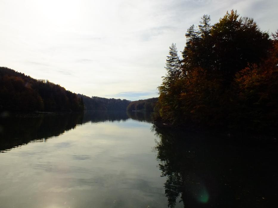 trees by the lake in the evening