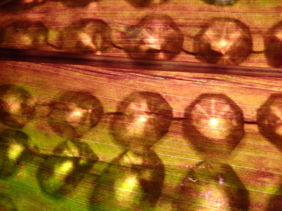 Leaf Crystals Candling