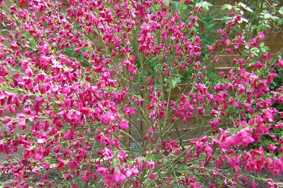 Close-up of the beautiful broom with purple and white flowers