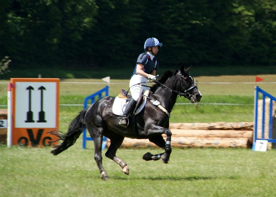horse racing Reuters