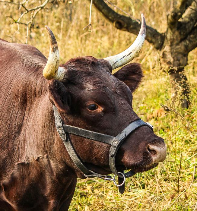 brown cow in the meadow near the tree