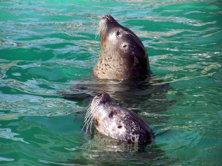 Seals in Zoo