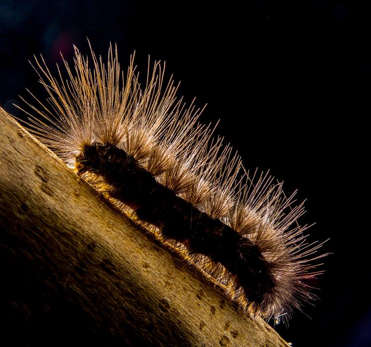 Close-up of the hairy caterpillar, at dark background with backlight