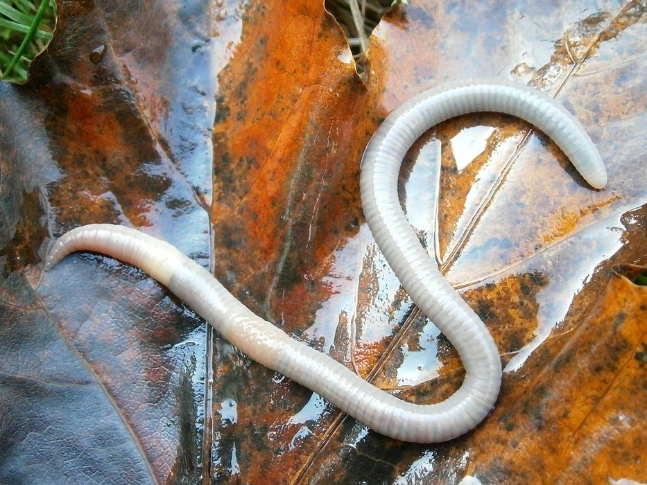 Letter S Earthworm at autumn