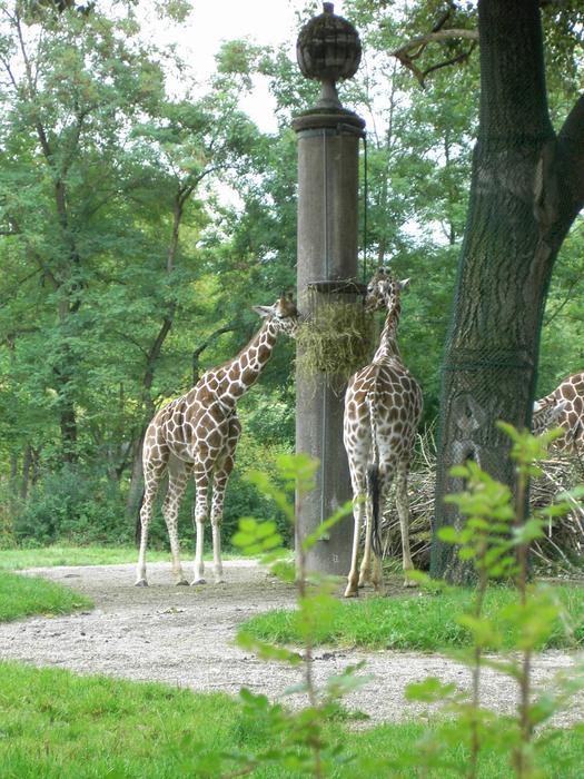 Giraffe Herbivores